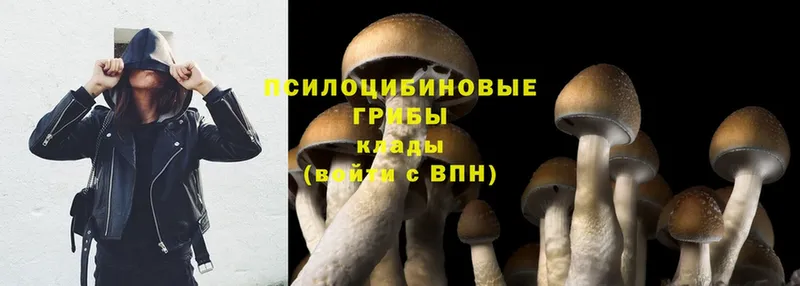 закладка  Джанкой  ссылка на мегу как зайти  Псилоцибиновые грибы Cubensis 